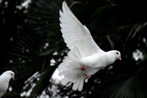 DOVE